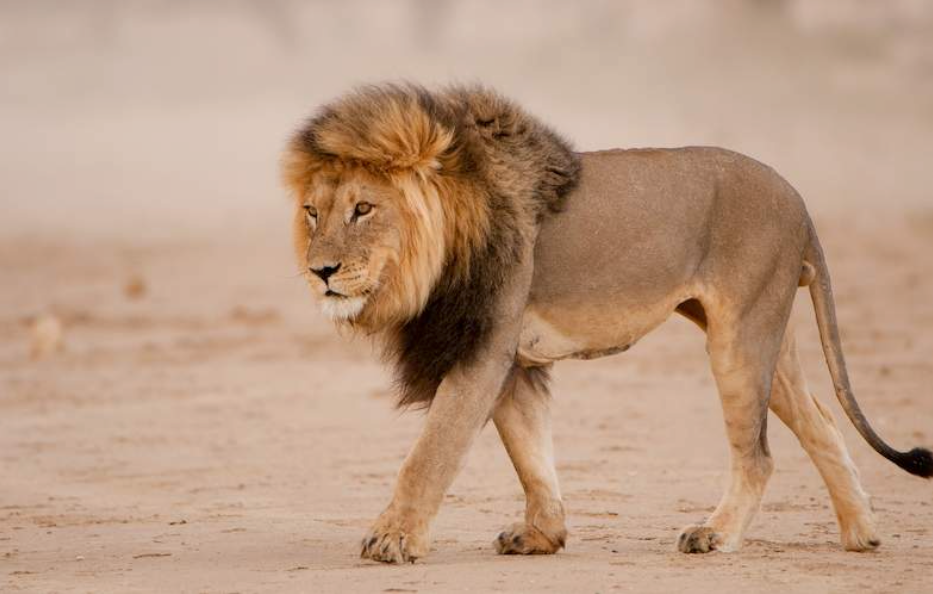 The World’s First Audio Described Tour of Kruger National Park